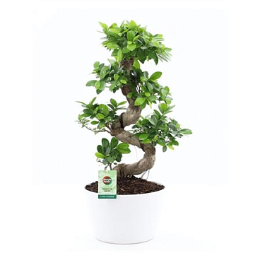 Ficus Ginseng S-type In Wit Keramiek Met Bark