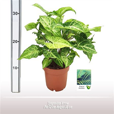 Syngonium Arrow