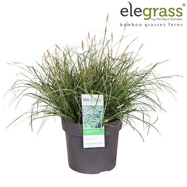 Carex Oshimensis Everest