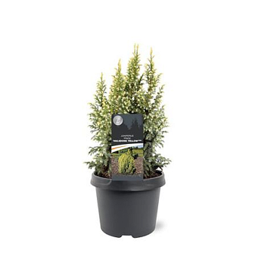 Juniperus Pingii Hulsdonk Yellow