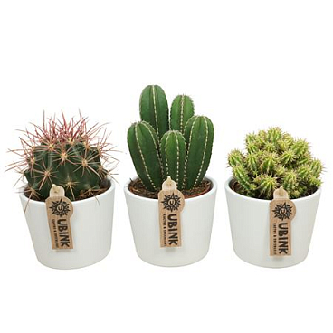 Cactus Mix In White Pot