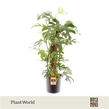 Monstera Minima Mosstab