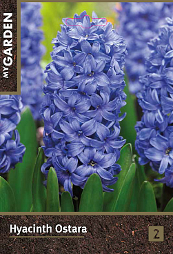 Гиацинт садовый Остара | Оптовая цветочная компания «Флора Групп» Гиацинт садовый Остара