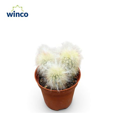Espostoa Lanata (group)