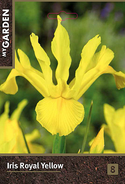 Ирис голландский Роял Йеллоу