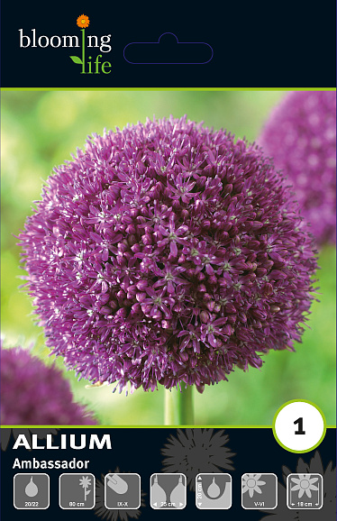 Аллиум Амбасадор