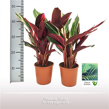 Stromanthe Triostar