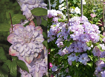 Клематис гибридный Аннас Чойс