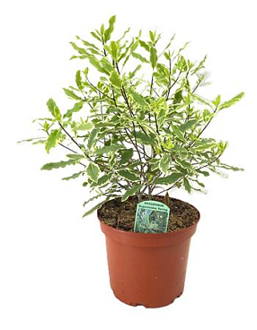 Pittosporum Eugonoides