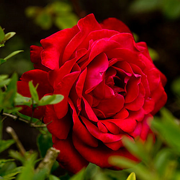 Роза флорибунда Ред Эмпаер в тубе