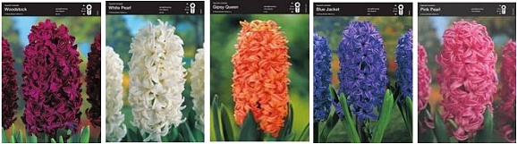 Гиацинт 02 (шоубокс)