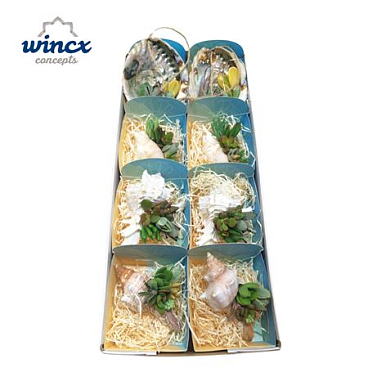 Succulent Mix In Shells (xl)