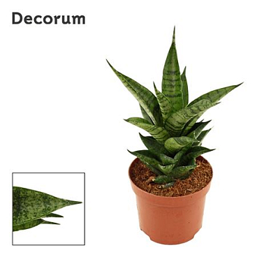 Sansevieria Brilliant Crown (decorum)