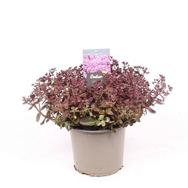 Sedum Cherry Tart