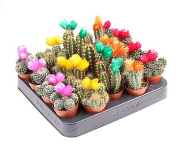 Cactus Dryflowers Mix