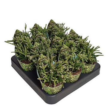 Rhipsalis Pilocarpa Potcover