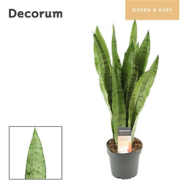 Sansevieria Peppermint 12 (decorum)