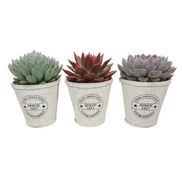 Echeveria Mix In Home Sweet Home Pot