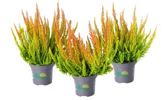 Каллуна обыкновенная Сан Диего