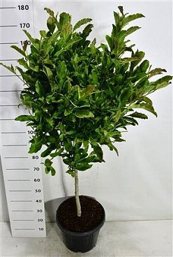 Magnolia Stel Rosea On Stem