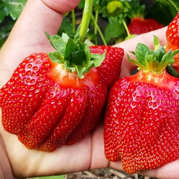 Земляника Богота