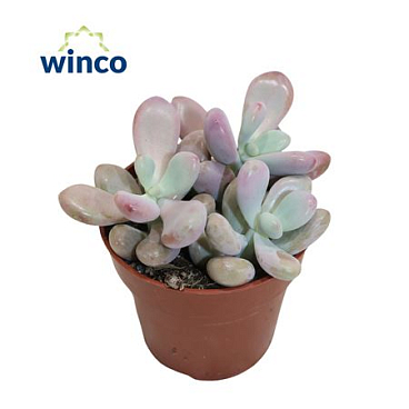 Pachyphytum Cv. Momobijn