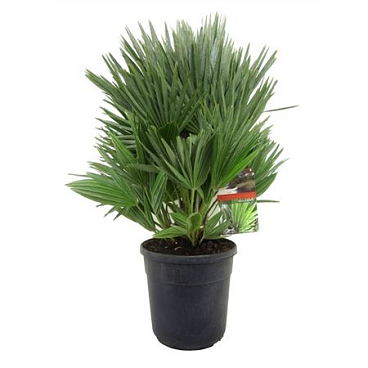 Chamaerops Vulcano