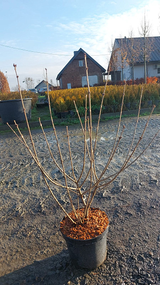 Сирень мейера Палибин
