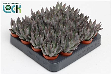 Echeveria Joost