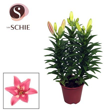 Lilium As Rozalynn Pink 3pp