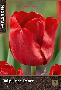 Тюльпан триумф Иль Де Франс