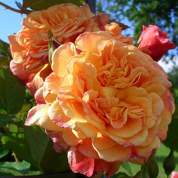 Роза плетистая Алоха