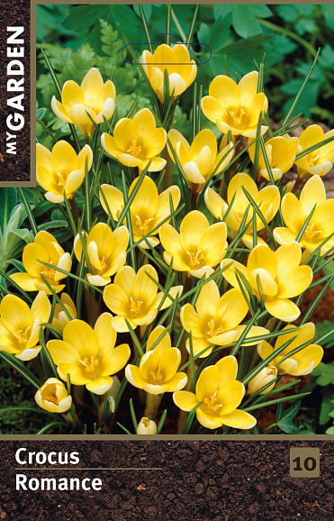 Крокус ботанический Романс