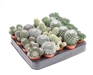 Mammillaria Mix
