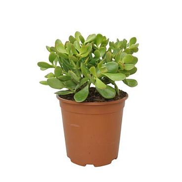 Crassula Portulaca 24 Cm