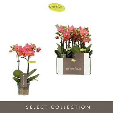 Phal 2st Optifriend Gwen 10+ (opti)