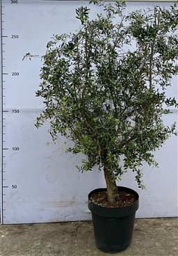 Olea Europaea In Deco Pot