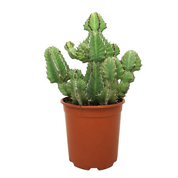 Euphorbia Cooperi 24 Cm
