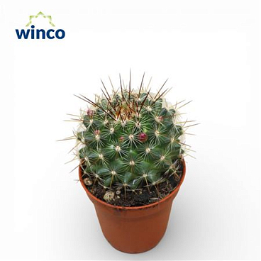 Mammillaria Ginsa Maru