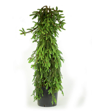 Ель обыкновенная Инверса