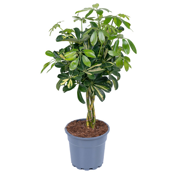 Шеффлера Голд Капелла переплетенная