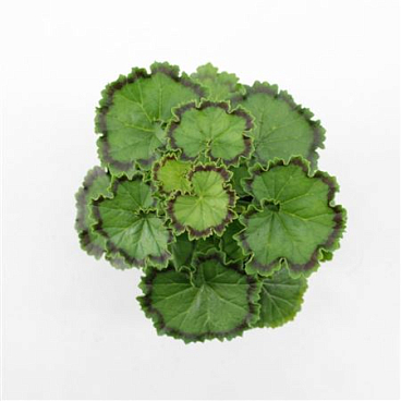 Geranium Distinction