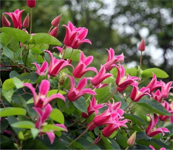 Клематис техасский Принцесса Диана