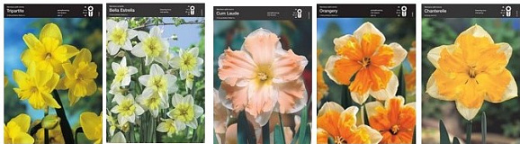 Нарцисс орхидный (шоубокс) 05