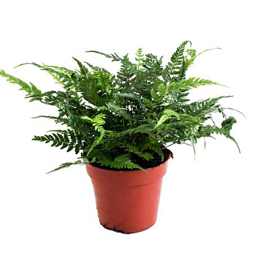 Polystichum Tsus-simense (winterhard)