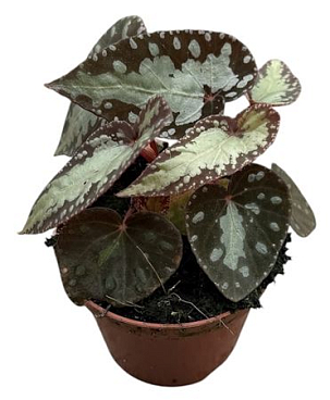 Begonia Silver Moon