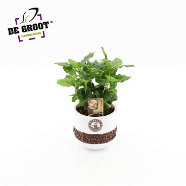 Coffea In Bonenpot