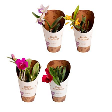 Cattleya 1st Mix