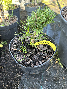 Сосна банкса Хорак