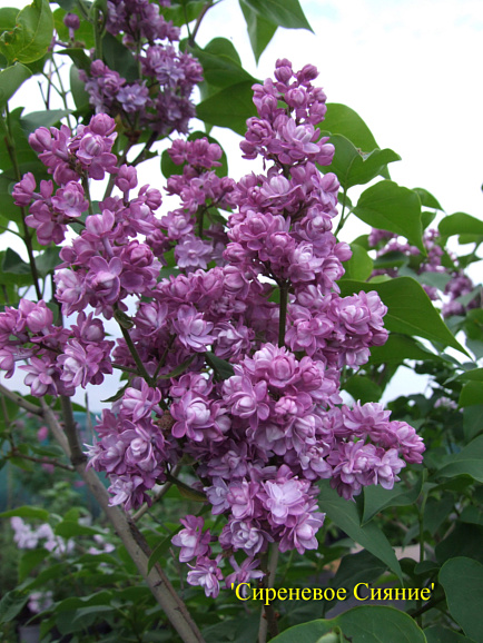 Сирень обыкновенная Сиреневое Сияние